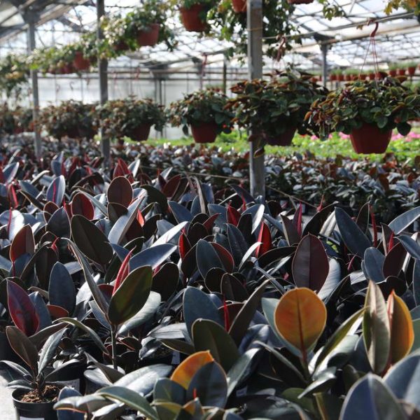 Рассада цветов и овощей Теплицы Харченко 02