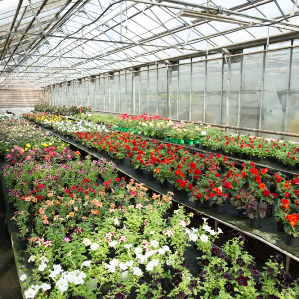Рассада цветов и овощей Теплицы Харченко 33